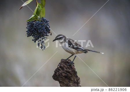 White banded Mockingbird, Patagonia, Argentina 86221906