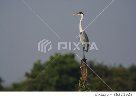 White necked heron, Pantanal , Brazil White necked heron, Pantanal , Brazil 86221928