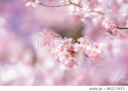 天下第一の桜　高遠城址公園の春　アップ【長野県】 86221953