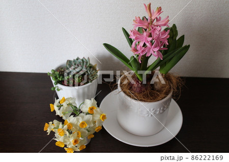 冬の玄関の花 冬の玄関の花 86222169