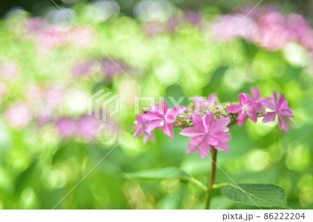 紫陽花 紫陽花 86222204