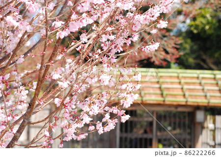 桜 86222266