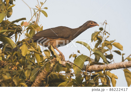 Dusky legged Guan in a jungle environment, Pantanal Brazil 86222417