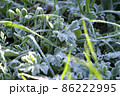冬の寒い日に霜の下りた雑草に日差しが当たって光っているシーン 86222995