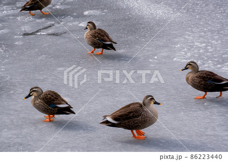 氷上を歩くカルガモ 86223440