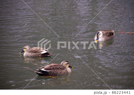 泳ぐカルガモ 86223441