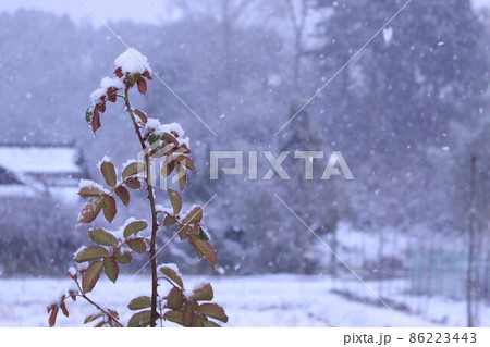 薔薇の枝に積もる雪 86223443