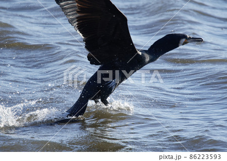 手賀沼の野鳥冬　カワウ 86223593