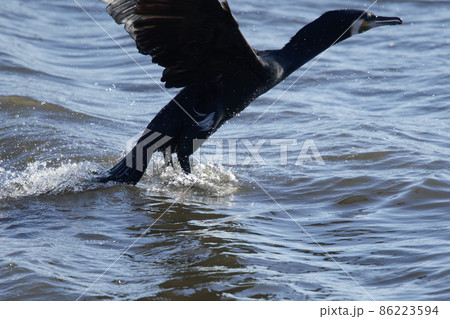 手賀沼の野鳥冬 カワウ 手賀沼の野鳥冬 カワウ 86223594