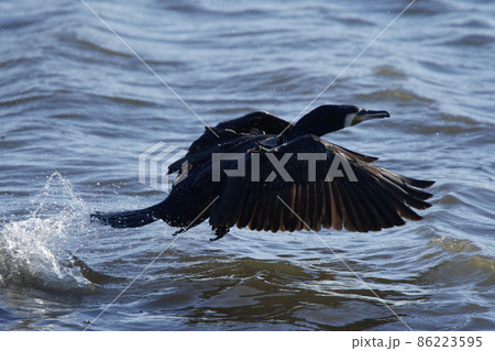手賀沼の野鳥冬 カワウ 手賀沼の野鳥冬 カワウ 86223595