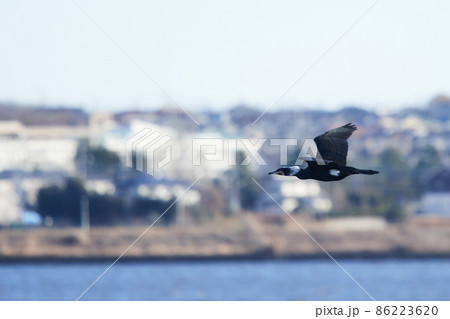 手賀沼の野鳥冬　カワウ 86223620
