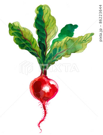 Red beet root. Ink and watercolour drawingのイラスト素材 [86223644] - PIXTA
