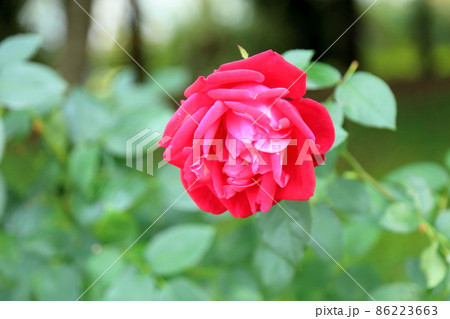 バラの花　宴 86223663