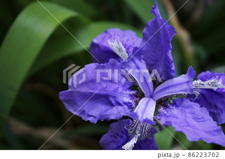 春に咲く紫色のイチハツの花 86223702