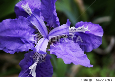 春に咲いたイチハツの紫色の花 春に咲いたイチハツの紫色の花 86223703