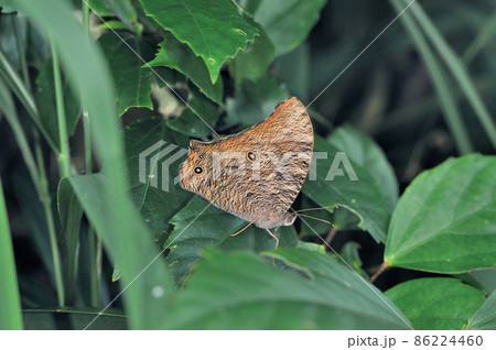 ウスイロコノマチョウの中間型（沖縄県・石垣島） 86224460