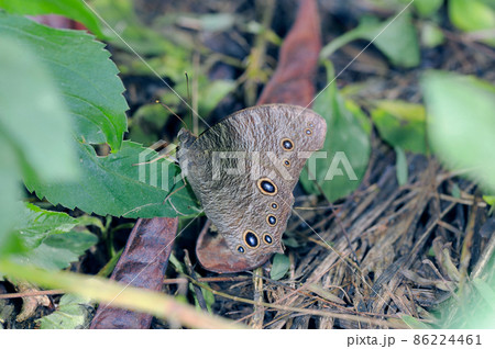 ウスイロコノマチョウの夏型（沖縄県・石垣島） 86224461