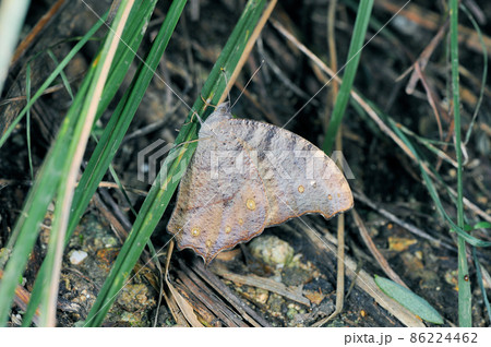 ウスイロコノマチョウの秋型（沖縄県・石垣島） 86224462