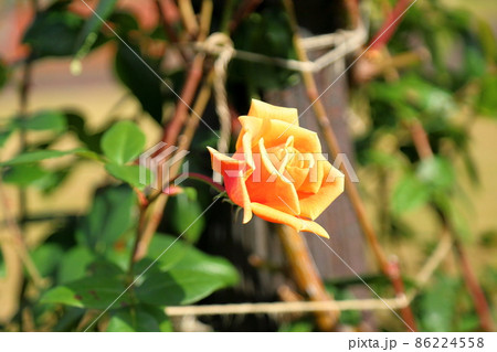 バラの花 ロイヤルサンセット バラの花 ロイヤルサンセット 86224558