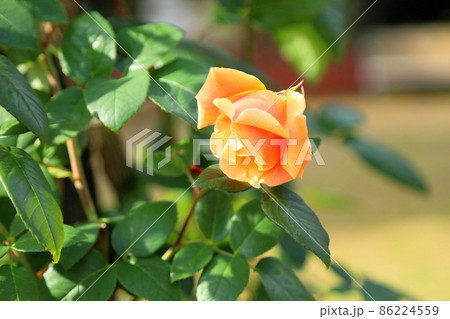 バラの花　ロイヤルサンセット 86224559