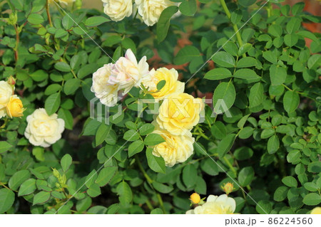 バラの花　ゴールデンボーダー 86224560