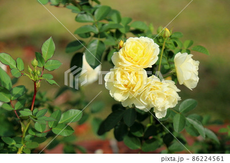 バラの花　ゴールデンボーダー 86224561