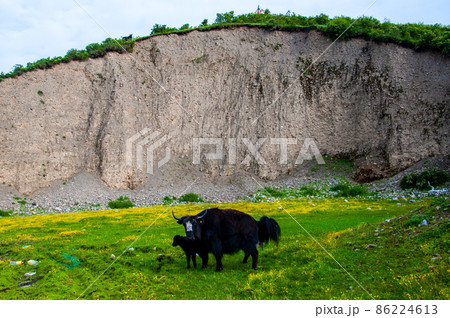 中国人 四川省 松藩県 貢嘎嶺 断層の野原のヤク親子 中国人 四川省 松藩県 貢嘎嶺 断層の野原のヤク親子 86224613