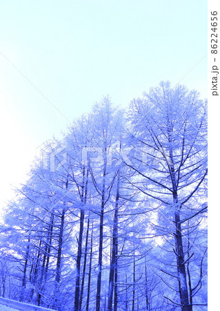 白い世界美しい樹氷 白い世界美しい樹氷 86224656