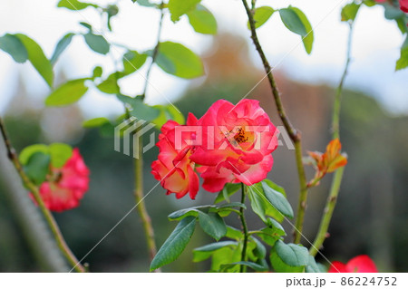 バラの花 ふれ太鼓 バラの花 ふれ太鼓 86224752