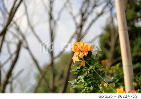 バラの花 サハラ98 バラの花 サハラ98 86224755