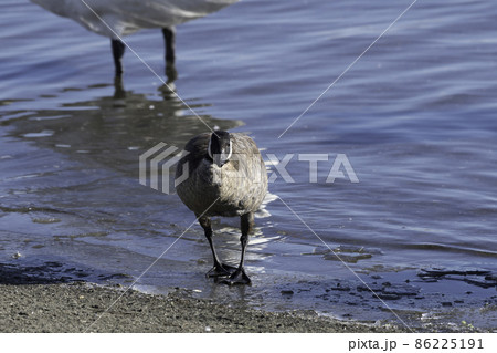 シジュウカラガンの正面顔 シジュウカラガンの正面顔 86225191