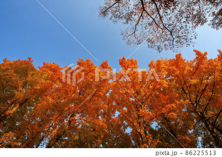 真っ赤に紅葉したアメリカフウの風景 真っ赤に紅葉したアメリカフウの風景 86225513