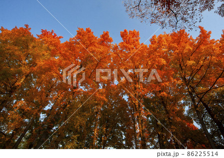 真っ赤に紅葉したアメリカフウの風景-2 真っ赤に紅葉したアメリカフウの風景-2 86225514