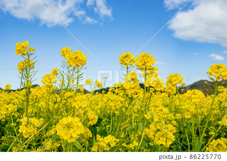 早春の南房総 鴨川の菜な畑ロード 青空のもと満開の菜の花が輝く 86225770