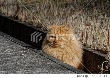 散歩で出会った野良猫 散歩で出会った野良猫 86225911