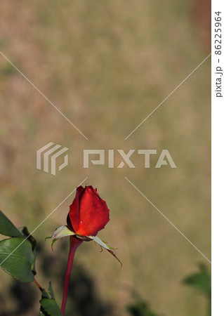 ブラックティ バラの花の蕾と雨雫の写真素材