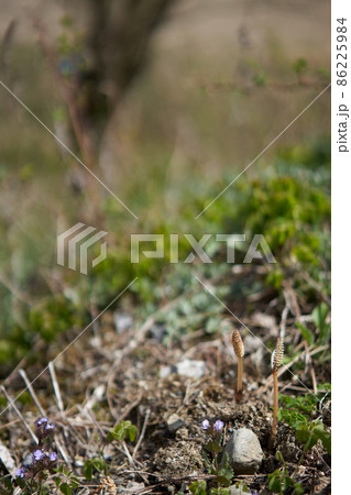 春の訪れを感じさせるかわいらしいツクシ 春の訪れを感じさせるかわいらしいツクシ 86225984