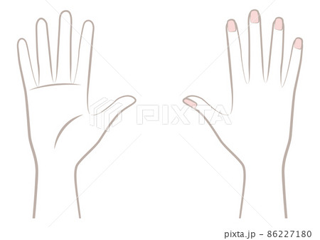 女性の右の手のひらと手の甲 86227180