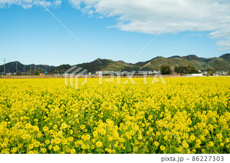 早春の南房総 鴨川の菜な畑ロード 青空のもと満開の菜の花が一面に輝く 早春の南房総 鴨川の菜な畑ロード 青空のもと満開の菜の花が一面に輝く 86227303