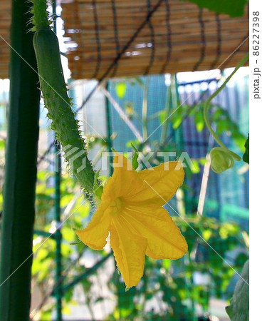 キュウリ 86227398