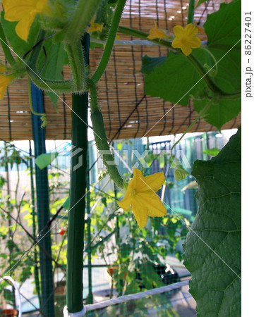 キュウリ キュウリ 86227401