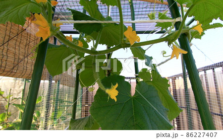 キュウリ 86227407