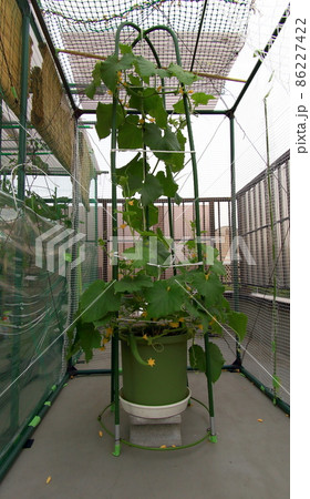 キュウリ 86227422