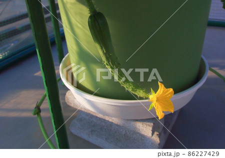 キュウリ 86227429