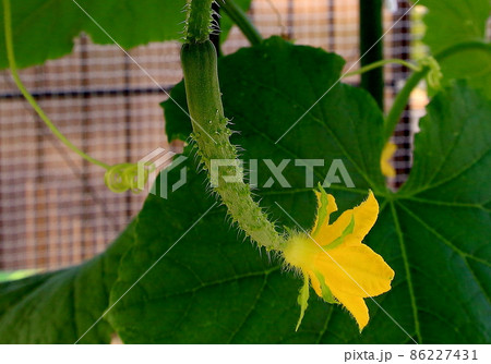 キュウリ 86227431