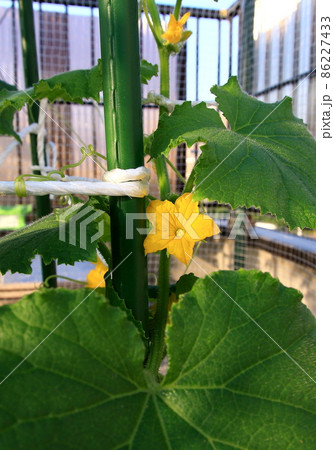 キュウリ キュウリ 86227433