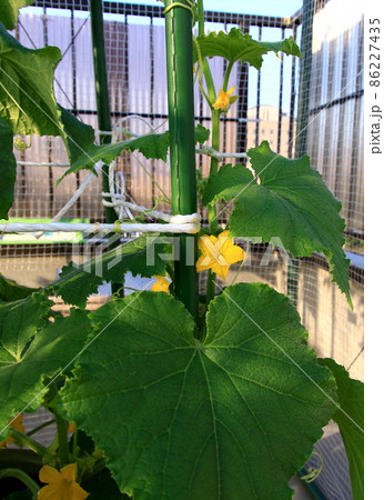 キュウリ 86227435