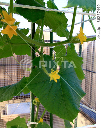 キュウリ キュウリ 86227440