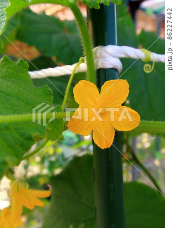 キュウリ キュウリ 86227442