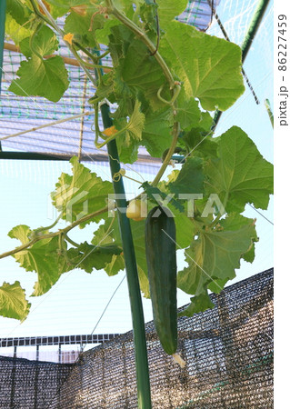 キュウリ 86227459